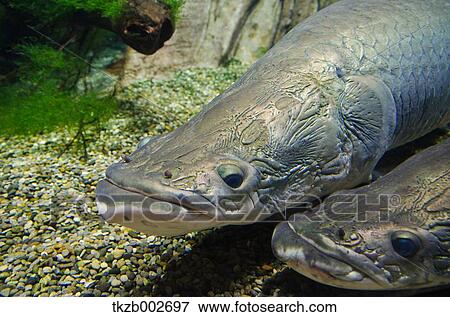 Stock Photo - Pirarucu. Fotosearch