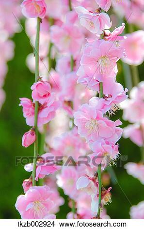 Plum blossoms View Large Photo Image Picture - Plum blossoms. Fotosearch