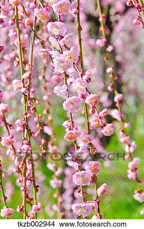 Plum blossoms View Large Photo Image Picture - Plum blossoms. Fotosearch