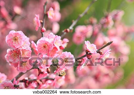 Plum blossoms View Large Photo Image Picture - Plum blossoms. Fotosearch