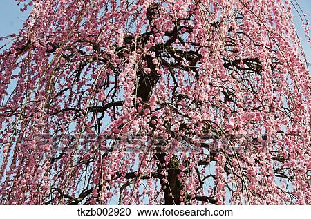 Stock Image - Plum blossoms. Fotosearch