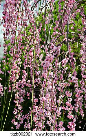 Plum blossoms View Large Photo Image Stock Image - Plum blossoms. Fotosearch