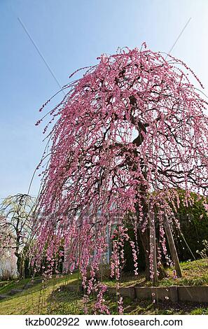 Plum blossoms View Large Photo Image Stock Image - Plum blossoms. Fotosearch