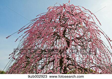 Plum blossoms View Large Photo Image Stock Image - Plum blossoms. Fotosearch