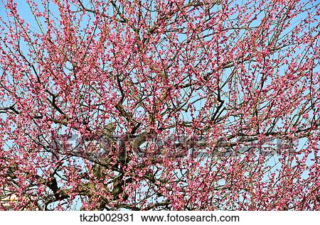 Plum blossoms View Large Photo Image Stock Image - Plum blossoms. Fotosearch