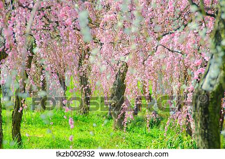 Plum blossoms View Large Photo Image Stock Image - Plum blossoms. Fotosearch