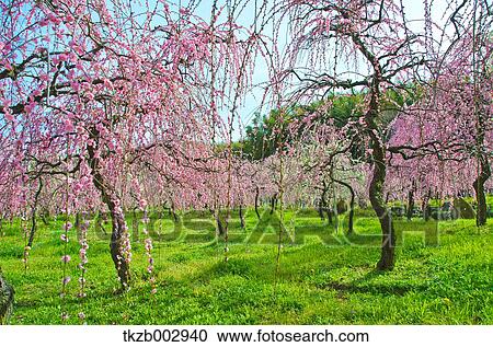 Stock Image - Plum blossoms. Fotosearch