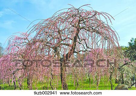 Plum blossoms View Large Photo Image Stock Image - Plum blossoms. Fotosearch