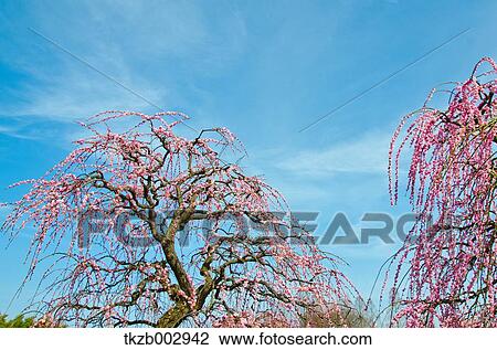 Plum blossoms View Large Photo Image Stock Image - Plum blossoms. Fotosearch