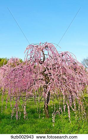Stock Image - Plum blossoms. Fotosearch