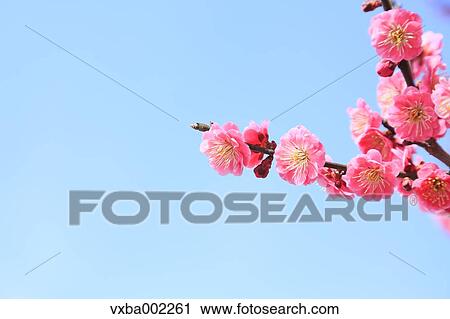 Plum blossoms View Large Photo Image Stock Image - Plum blossoms. Fotosearch