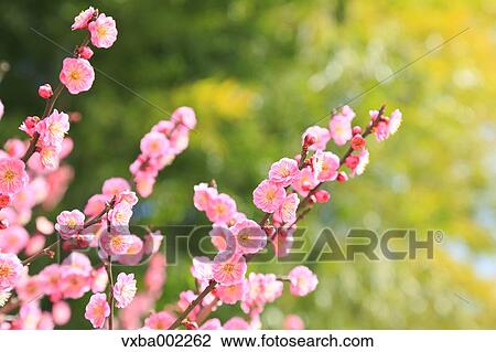 Plum blossoms View Large Photo Image Stock Image - Plum blossoms. Fotosearch