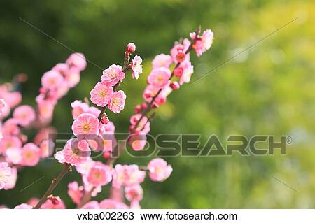 Plum blossoms View Large Photo Image Stock Image - Plum blossoms. Fotosearch