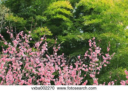 Plum blossoms View Large Photo Image Stock Image - Plum blossoms. Fotosearch