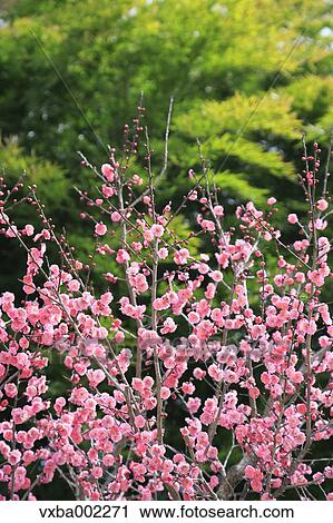 Plum blossoms View Large Photo Image Stock Image - Plum blossoms. Fotosearch