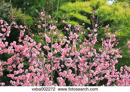 Plum blossoms View Large Photo Image Stock Image - Plum blossoms. Fotosearch
