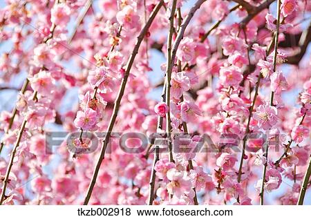 Plum blossoms View Large Photo Image Stock Photo - Plum blossoms. Fotosearch