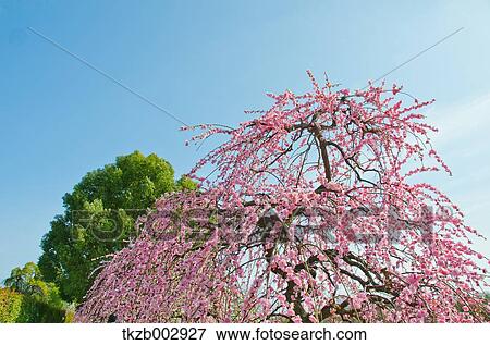 Stock Photo - Plum blossoms. Fotosearch