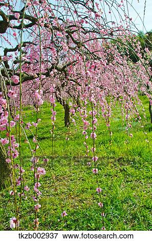 Plum blossoms View Large Photo Image Stock Photo - Plum blossoms. Fotosearch