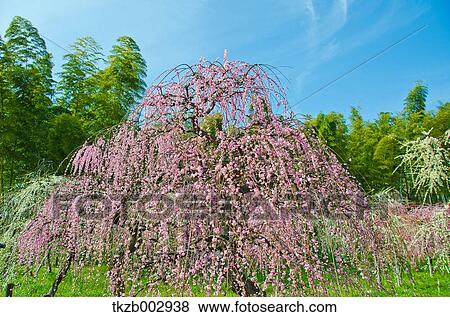Plum blossoms View Large Photo Image Stock Photo - Plum blossoms. Fotosearch
