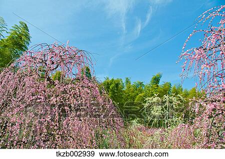 Stock Photo - Plum blossoms. Fotosearch
