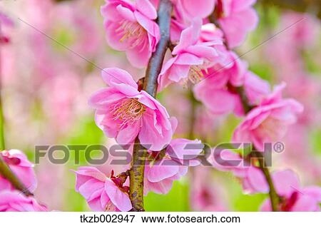 Plum blossoms View Large Photo Image Stock Photo - Plum blossoms. Fotosearch