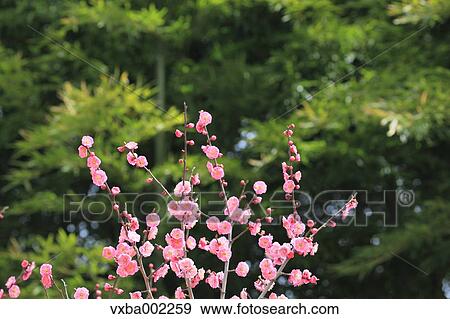 Plum blossoms View Large Photo Image Stock Photo - Plum blossoms. Fotosearch