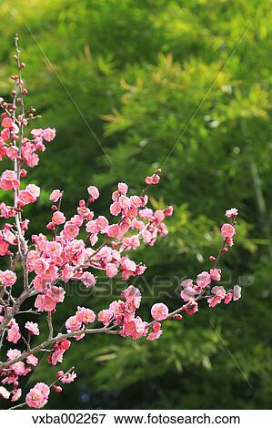 Plum blossoms View Large Photo Image Stock Photo - Plum blossoms. Fotosearch
