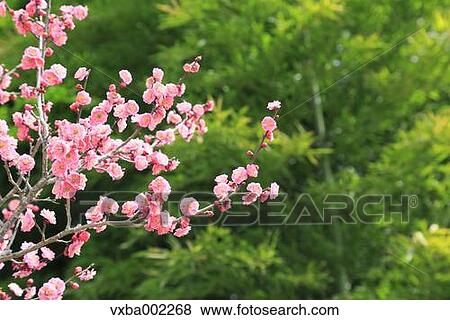 Plum blossoms View Large Photo Image Stock Photo - Plum blossoms. Fotosearch