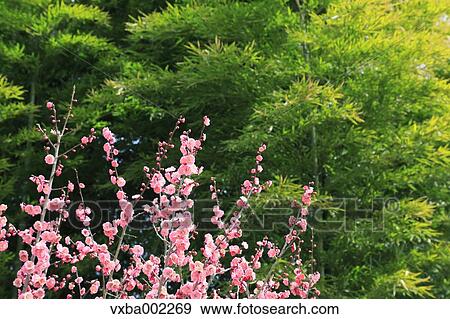 Plum blossoms View Large Photo Image Stock Photo - Plum blossoms. Fotosearch