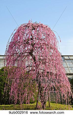 Stock Photograph - Plum blossoms. Fotosearch