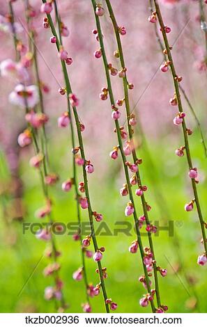 Plum blossoms View Large Photo Image Stock Photograph - Plum blossoms. Fotosearch