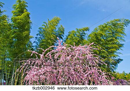 Stock Photograph - Plum blossoms. Fotosearch