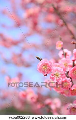 Plum blossoms View Large Photo Image Stock Photograph - Plum blossoms. Fotosearch