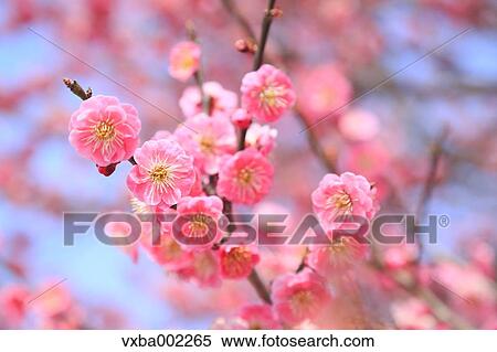 Plum blossoms View Large Photo Image Stock Photography - Plum blossoms. Fotosearch
