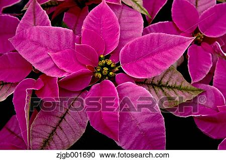 Stock Image - Poinsettia. Fotosearch