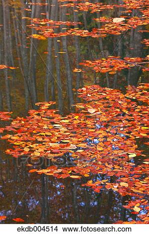 Picture - Pond and fallen leaves, Niigata Prefecture. Fotosearch