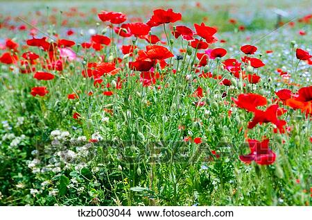 Picture - Poppies. Fotosearch