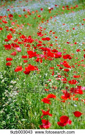Poppies View Large Photo Image Stock Image - Poppies. Fotosearch