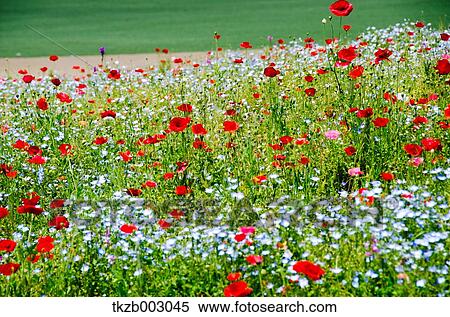 Stock Photography - Poppies. Fotosearch