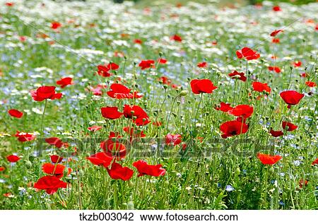 Poppy field View Large Photo Image Stock Image - Poppy field. Fotosearch