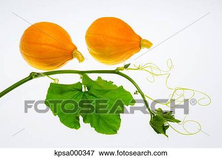 Pumpkin View Large Photo Image Stock Photo - Pumpkin. Fotosearch
