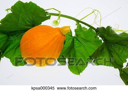 Stock Photography - Pumpkin. Fotosearch