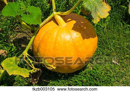 Pumpkin View Large Photo Image Stock Photography - Pumpkin. Fotosearch
