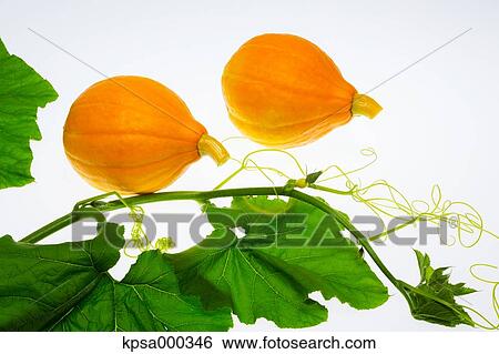 Stock Photograph - Pumpkins. Fotosearch