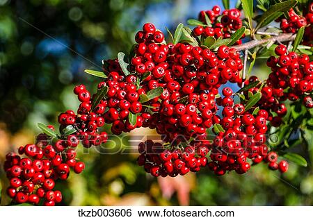 Pyracantha View Large Photo Image Stock Photograph - Pyracantha. Fotosearch