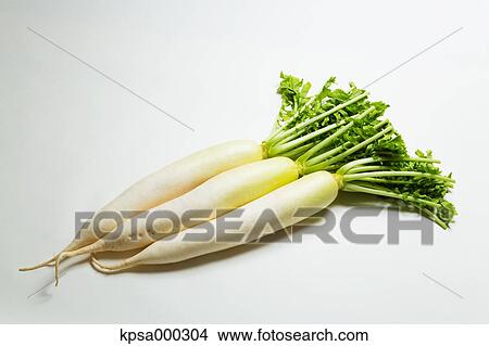 Picture - Radish. Fotosearch
