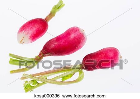 Stock Photograph - Radish. Fotosearch