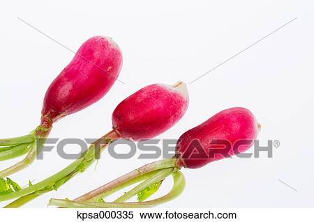 Stock Photography - Radish. Fotosearch