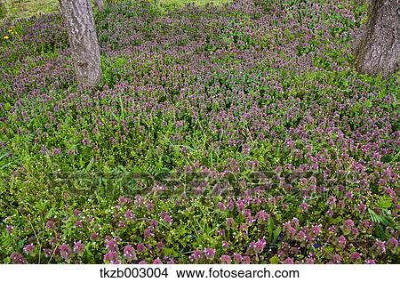 Red Deadnettle field View Large Photo Image Picture - Red Deadnettle field. Fotosearch